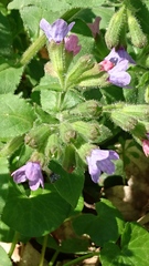 Pulmonaria officinalis