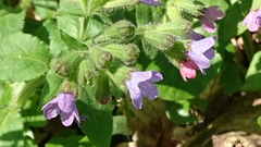 Pulmonaria officinalis