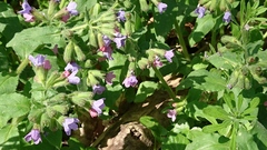 Pulmonaria officinalis