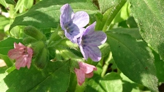Pulmonaria officinalis