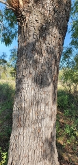 Corymbia tessellaris