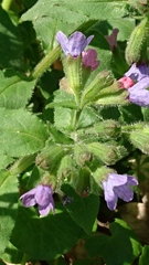 Pulmonaria officinalis