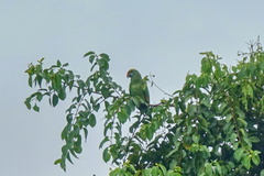 Amazona dufresniana