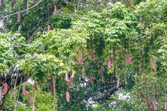 Eperua falcata
