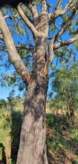 Corymbia tessellaris