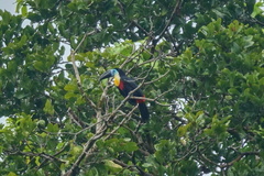 Ramphastos vitellinus vitellinus