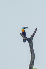 Ramphastos vitellinus vitellinus