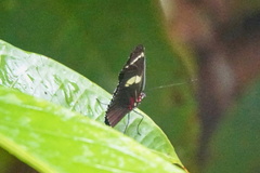 Heliconius wallacei