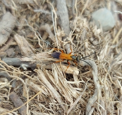 Priocnemis conformis