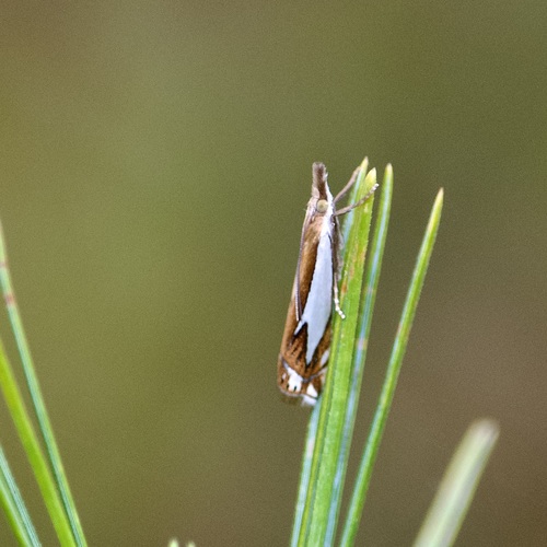 Forked Grass-veneer photo 5