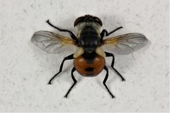 Gymnosoma fuliginosum