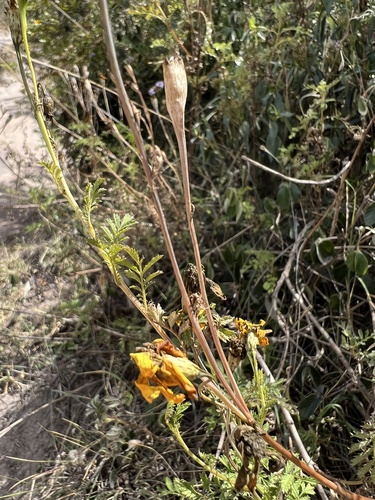 Tagetes zypaquirensis, photograph 6