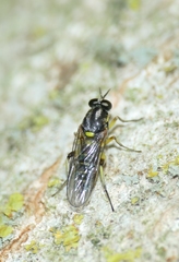 Solva marginata