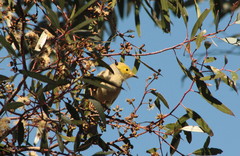 Ptilotula penicillata penicillata