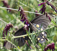 Battus philenor hirsuta