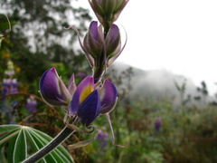 Lupinus altimontanus