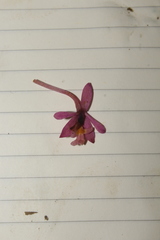 Epidendrum myrianthum image