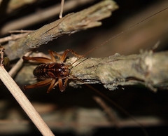 Hemiandrus maia