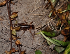 Hemiandrus maia