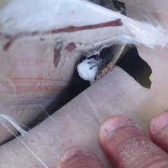 Pachistopelma bromelicola