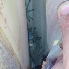 Pachistopelma bromelicola