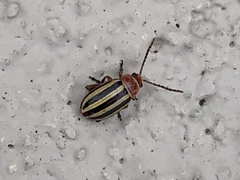 Disonycha admirabila