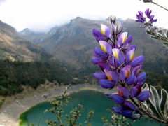 Lupinus altimontanus
