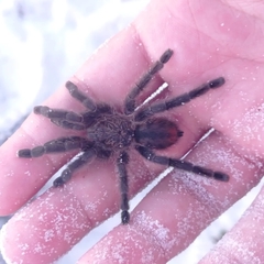 Pachistopelma bromelicola