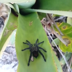 Pachistopelma bromelicola