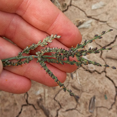 Urochloa reptans
