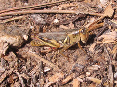 Melanoplus keeleri luridus