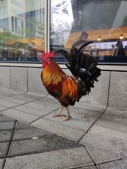 Gallus gallus domesticus