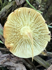 Hypholoma fasciculare