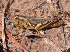 Melanoplus keeleri luridus
