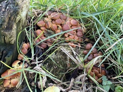 Hypholoma fasciculare
