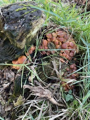 Hypholoma fasciculare