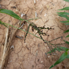 Urochloa reptans