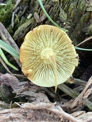 Hypholoma fasciculare