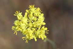 Glischrocaryon aureum