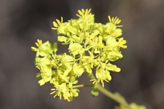 Glischrocaryon aureum