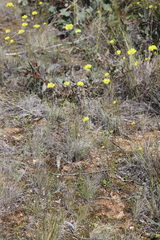 Glischrocaryon aureum