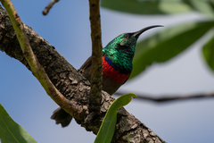 Cinnyris chalybeus subalaris