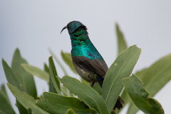 Cinnyris chalybeus subalaris