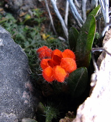 Caiophora rosulata