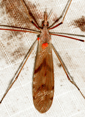 Tipula ultima