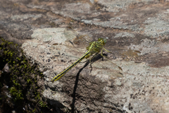 Notogomphus praetorius