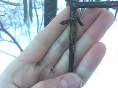 Neolasioptera cornicola