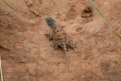 Agama aculeata distanti
