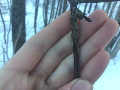 Neolasioptera cornicola