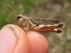 Melanoplus keeleri luridus